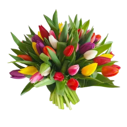 Mixed Tulips
