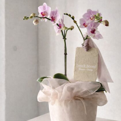 Topraklı Pembe Phalaenopsis Orkide